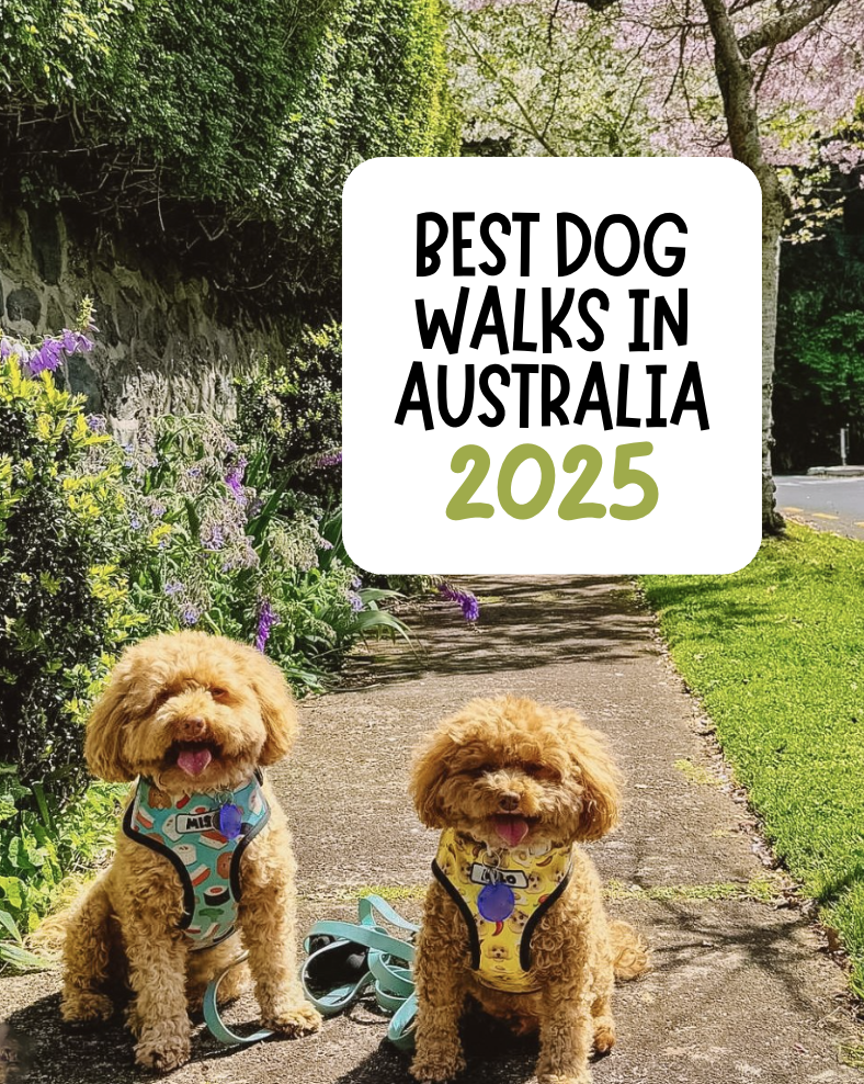 Best Dog-Friendly Walks in Australia