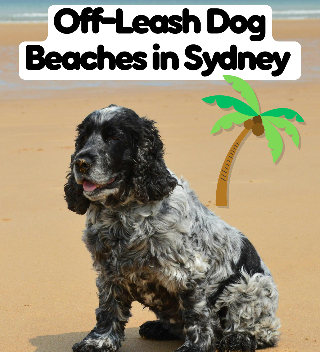 The Best Off-Leash Dog Beaches in Sydney (2025 Guide)