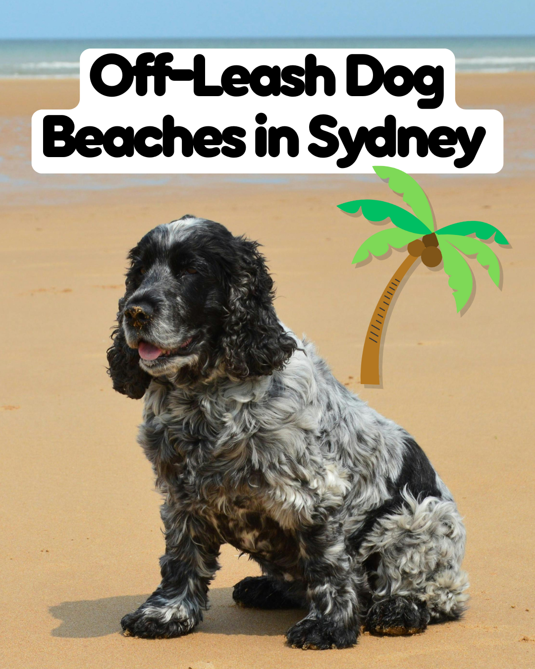 The Best Off-Leash Dog Beaches in Sydney (2025 Guide)