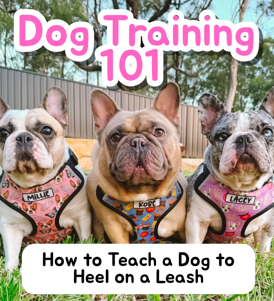 Dog Training 101: How to Teach a Dog to Heel on a Leash