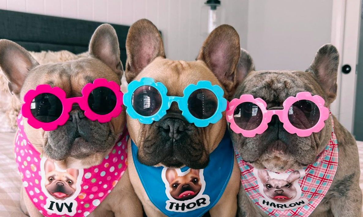 DOG WEAR - Zoopeez