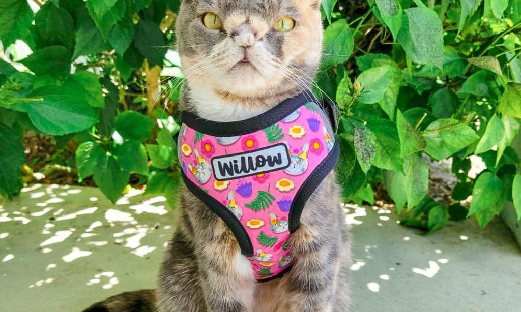 CAT WALK - Zoopeez