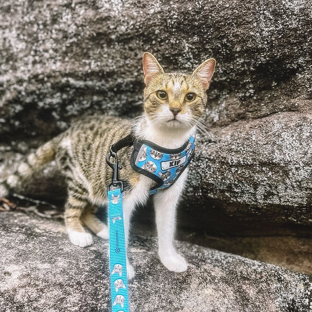 Personalised Cat Leashes / Leads Zoopeez