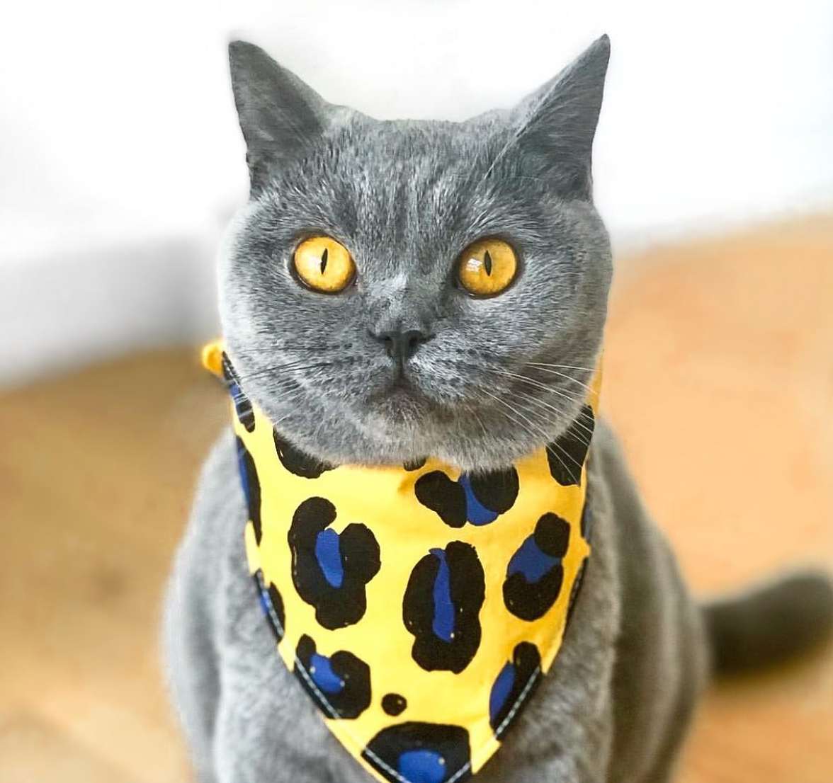 Gray cat wearing a yellow bandana with black and blue patterns on a blurred background