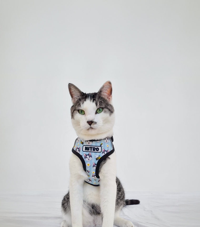 Cat wearing a personalised harness with a white background
