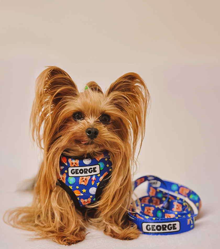 Small dog wearing a personalised dog harness and leash with 'GEORGE' on a light background