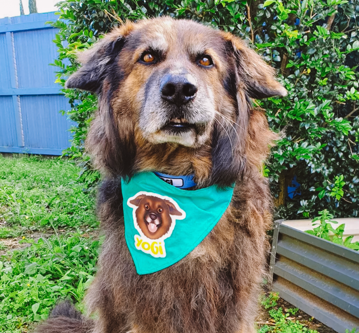 Dog wearing a green bandana with a logo and text, sitting outdoors.