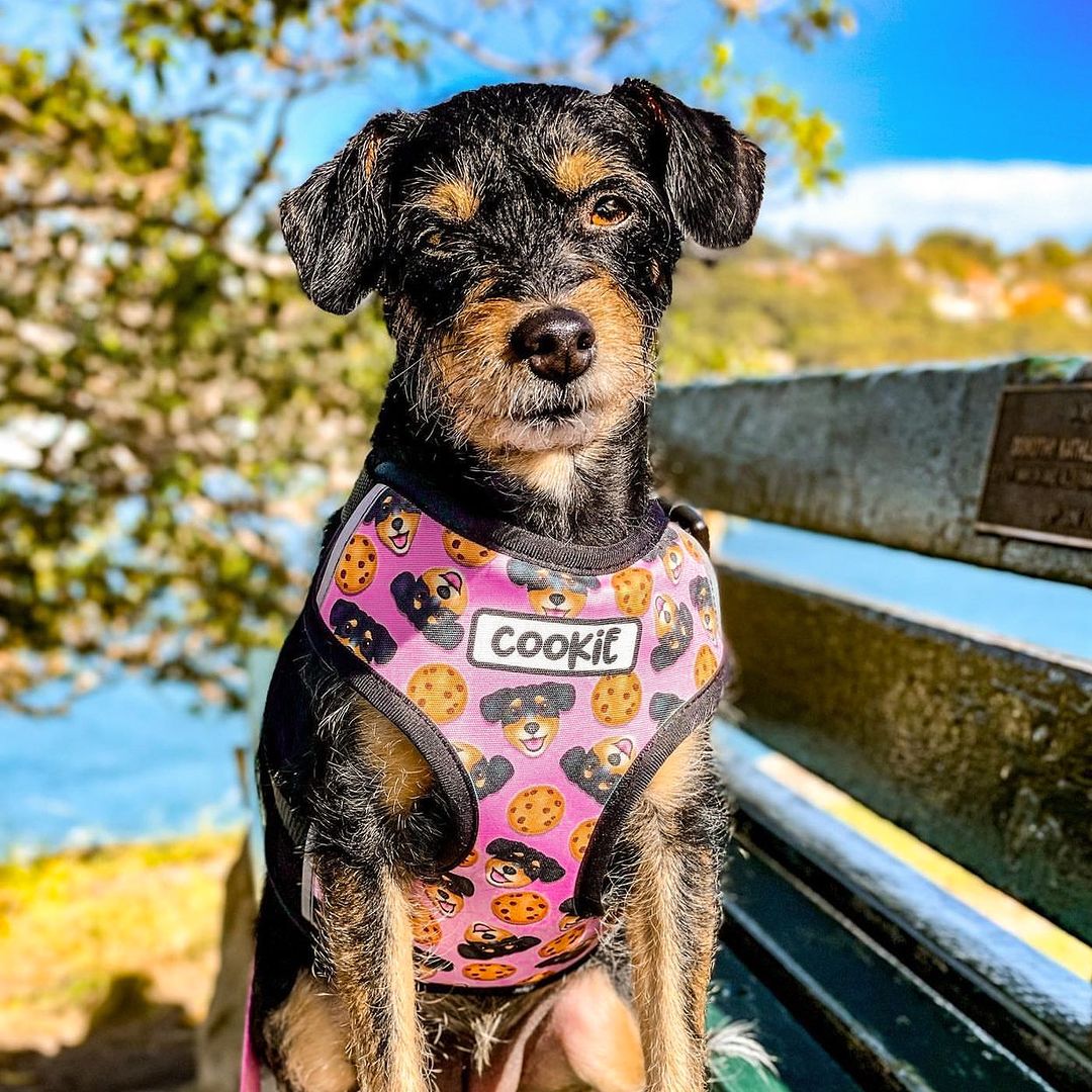 dog_harness.jpg