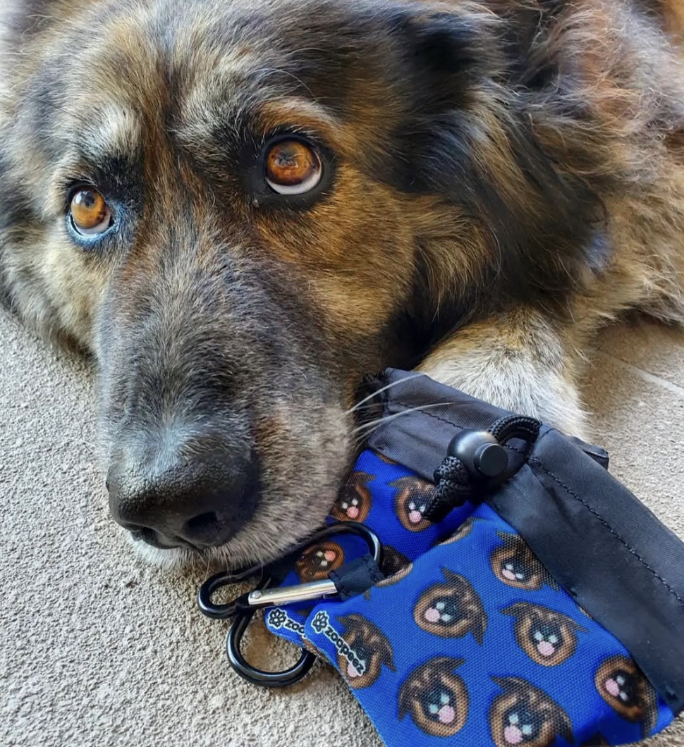 Dog with a blue lanyard featuring dog patterns on a carpeted floor
