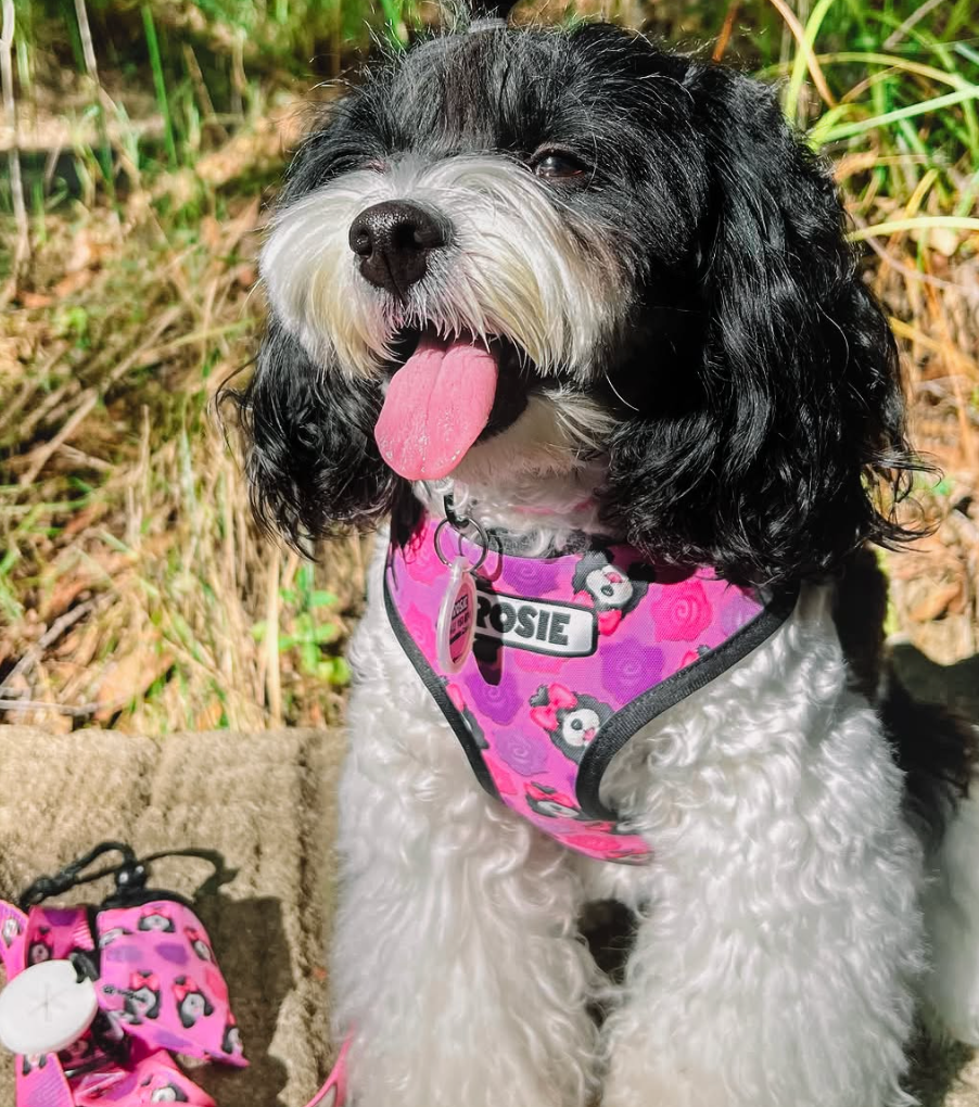 Dog wearing a pink harness with floral patterns outdoors