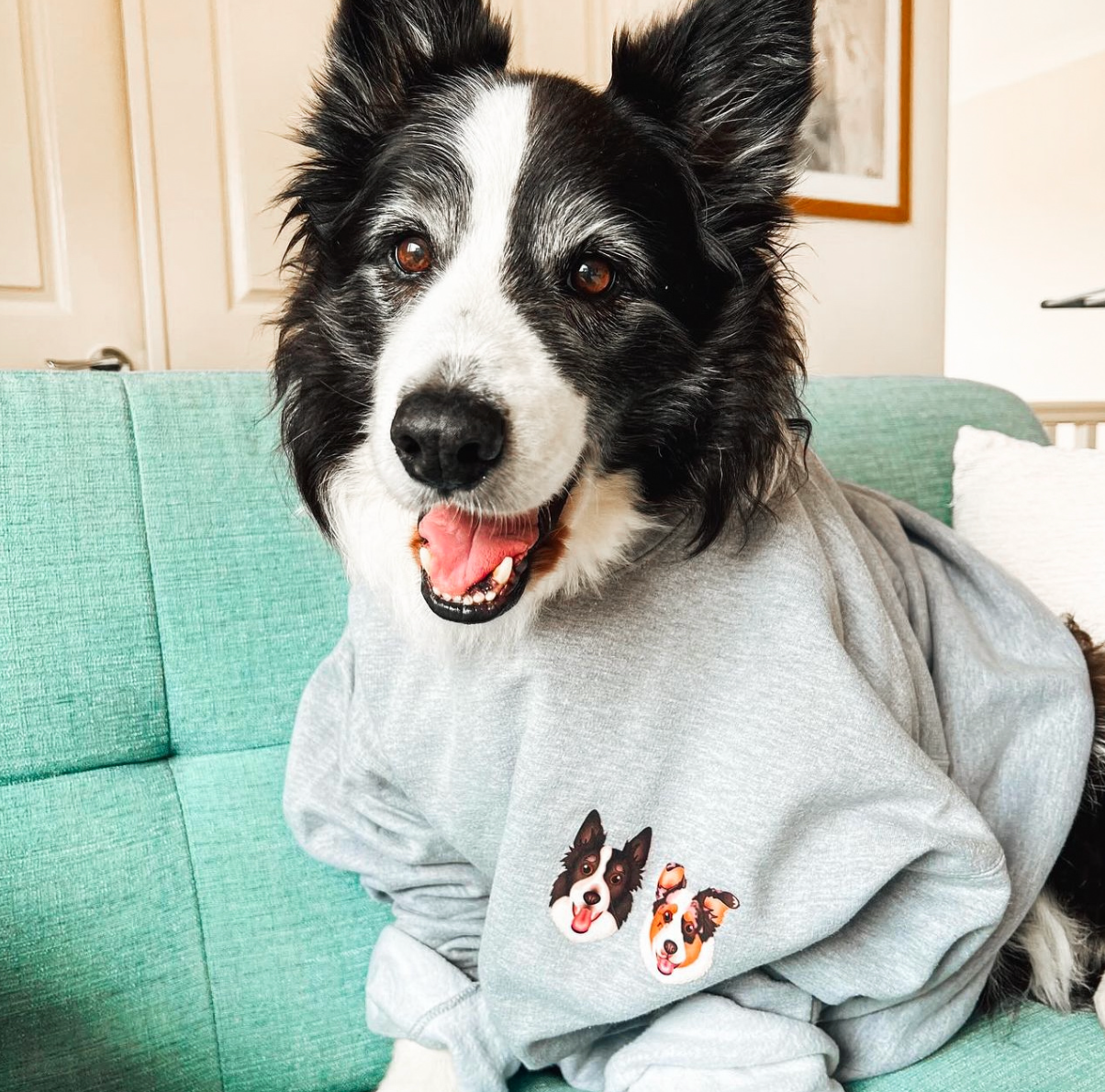 Dog wearing a hoodie with border collie designs, sitting on a green couch.