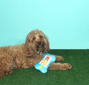 Dog Toy - Smartbone