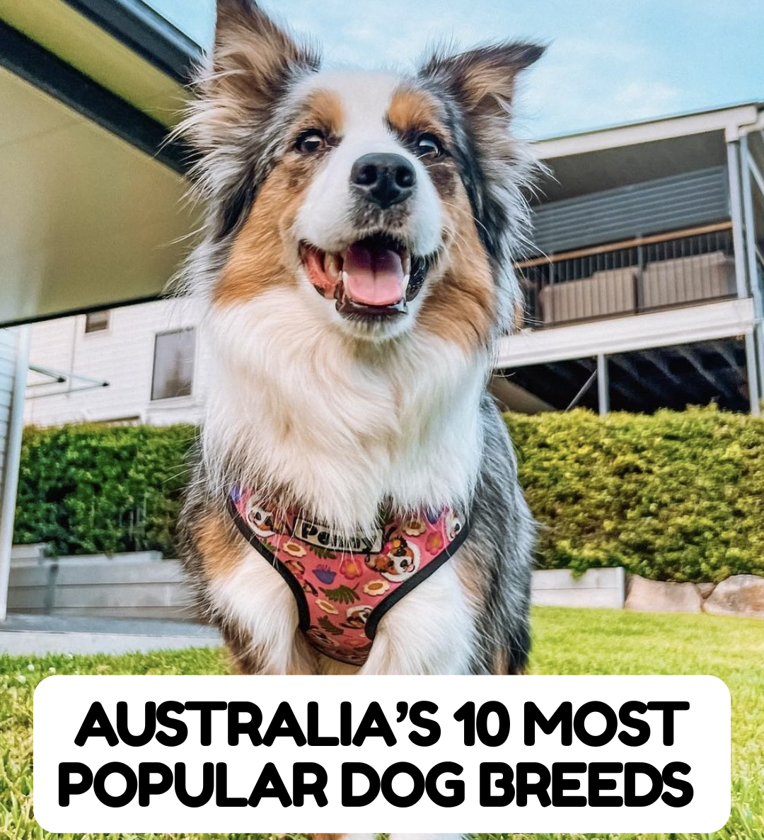Australia’s 10 Most Popular Dog Breeds