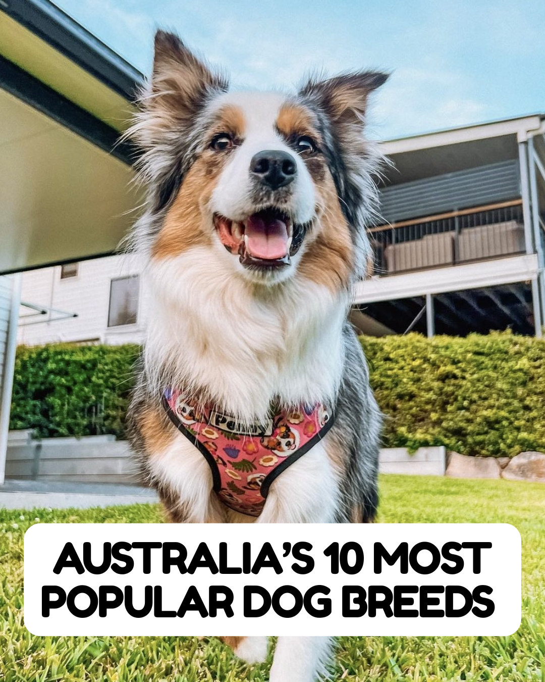 Australia’s 10 Most Popular Dog Breeds