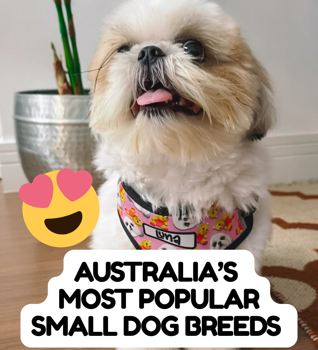 Australia’s Most Popular Small Dog Breeds
