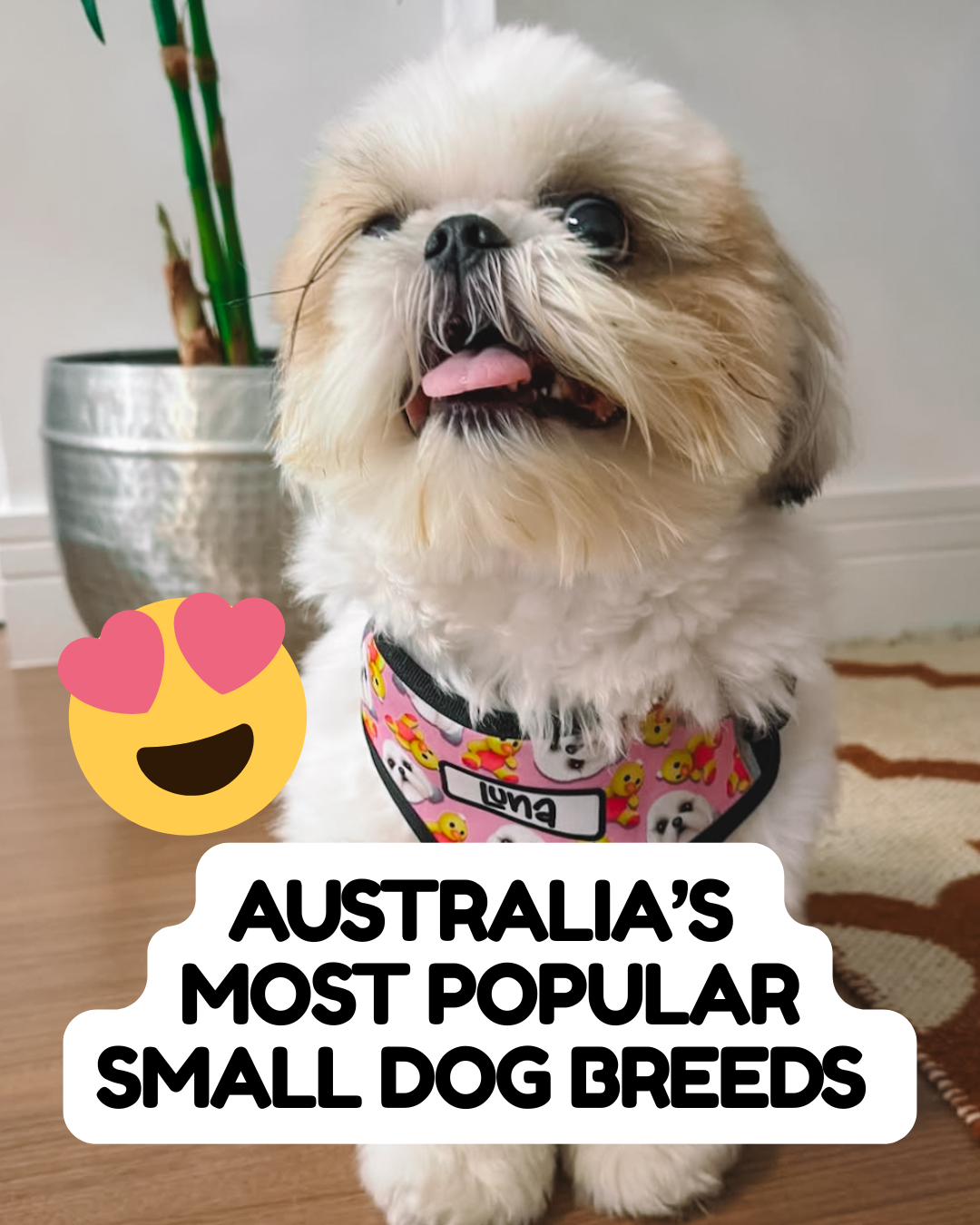 Australia’s Most Popular Small Dog Breeds