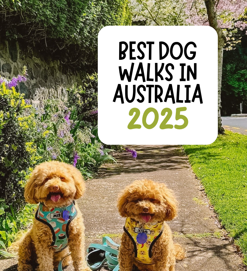 Best Dog-Friendly Walks in Australia