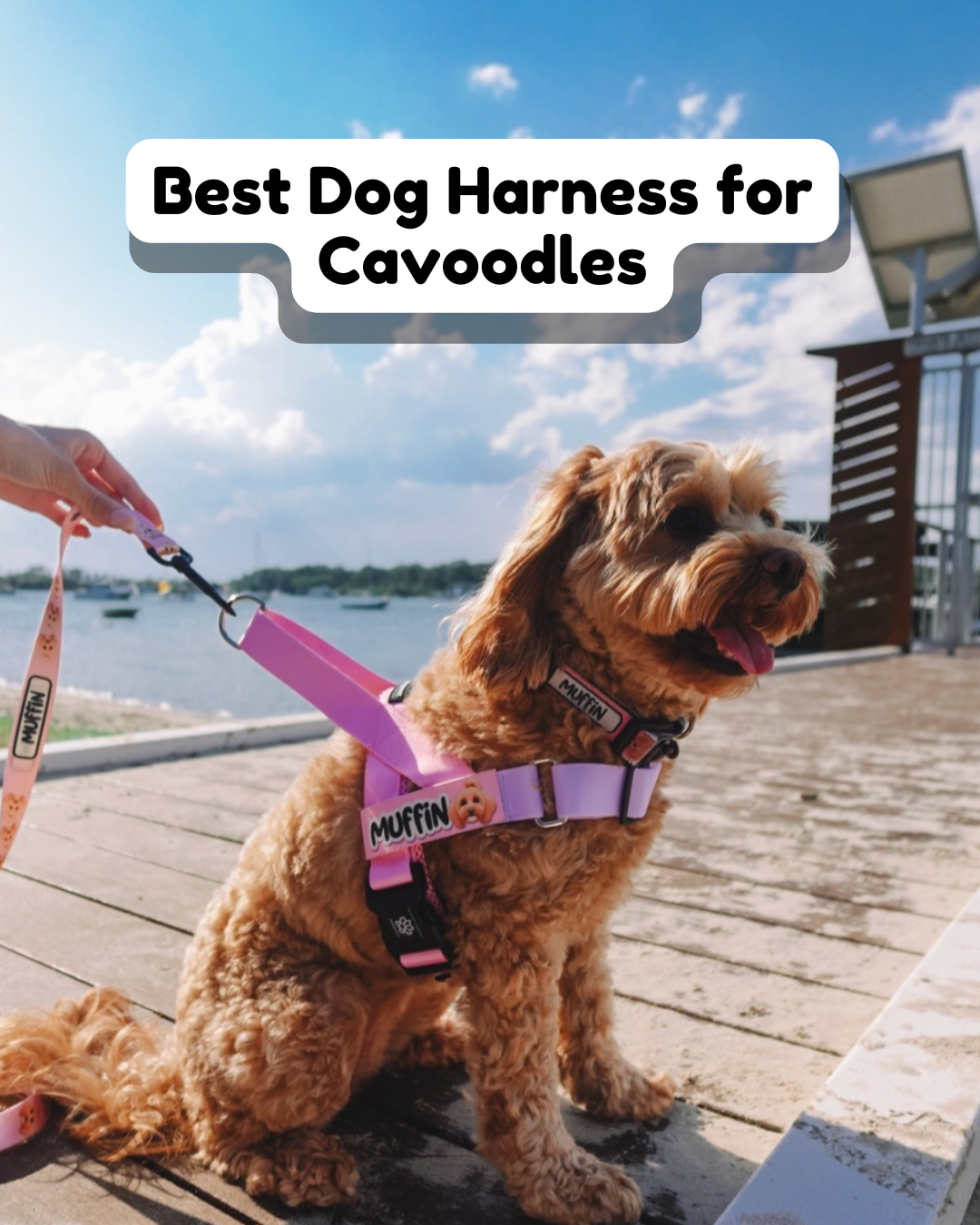 Best Dog Harness for Cavoodles