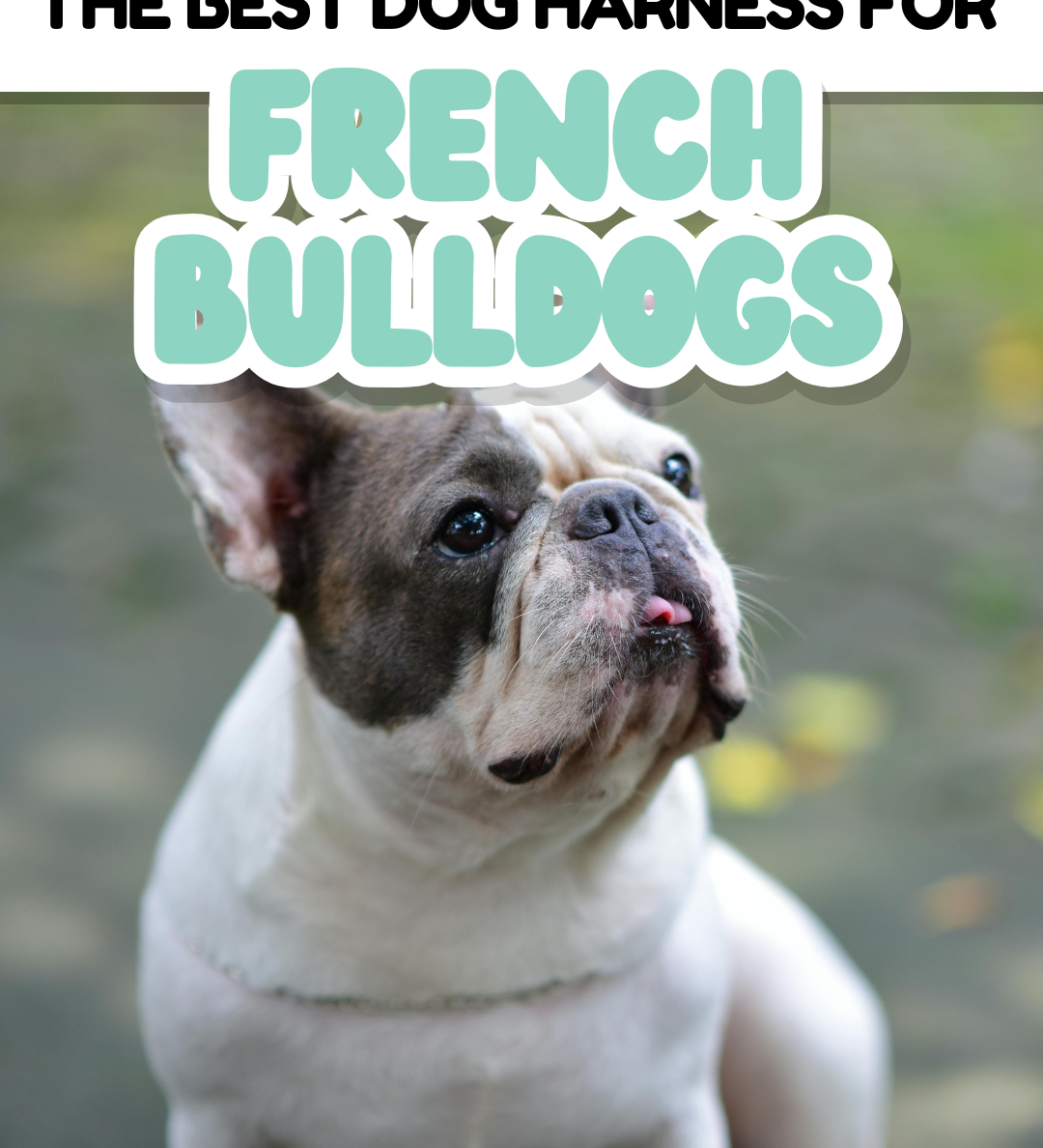 Choosing the Right Harness for Your French Bulldog
