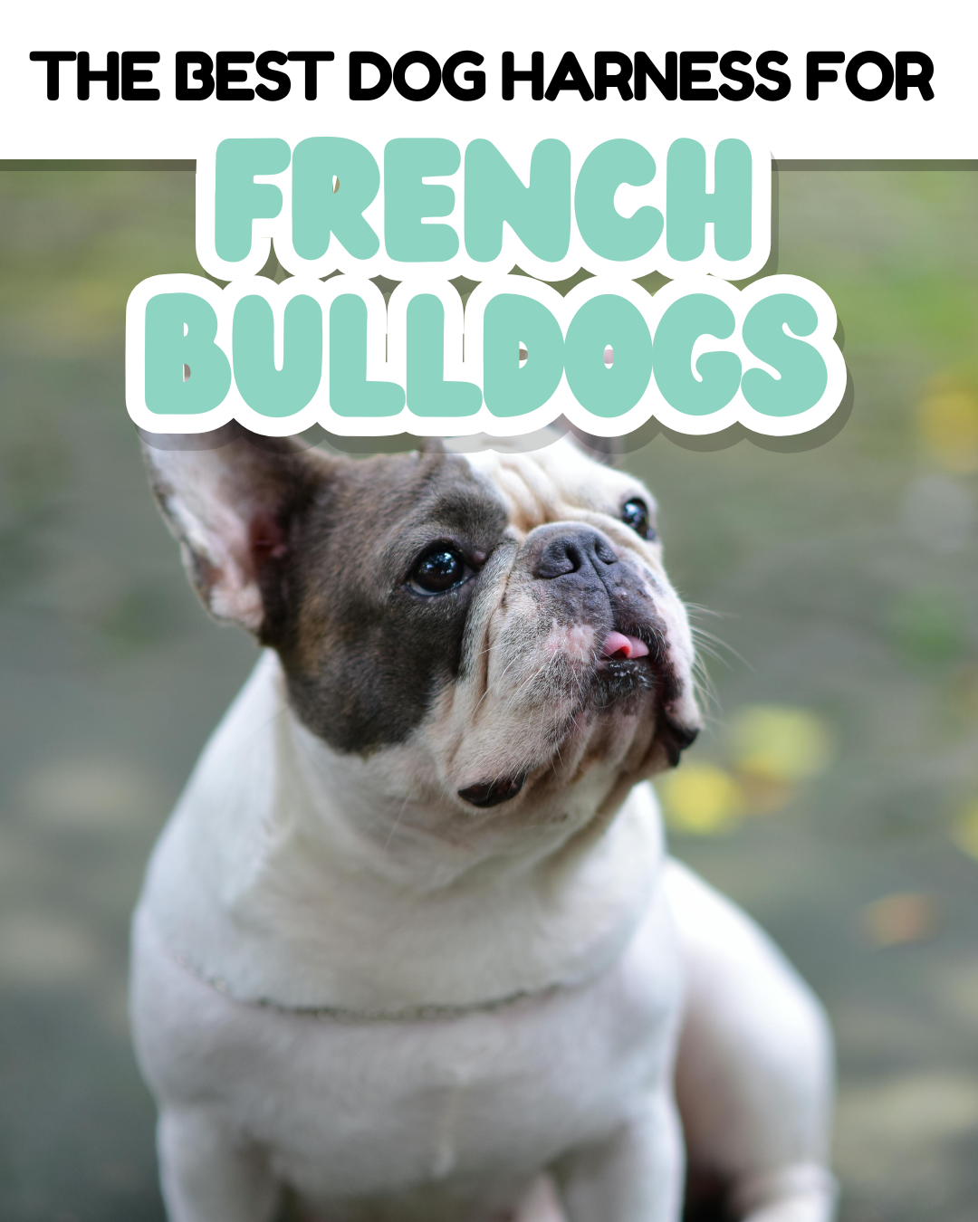 Choosing the Right Harness for Your French Bulldog