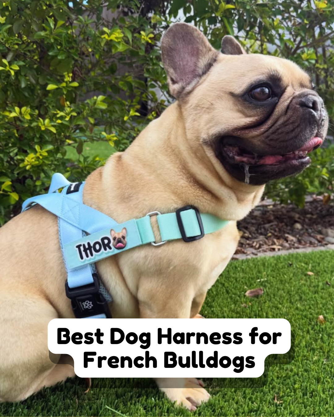 Best Dog Harness for French Bulldogs: Comfort, Control & Style