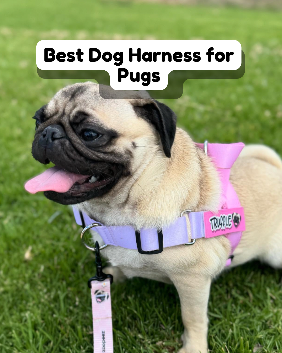 Best Dog Harness for Pugs