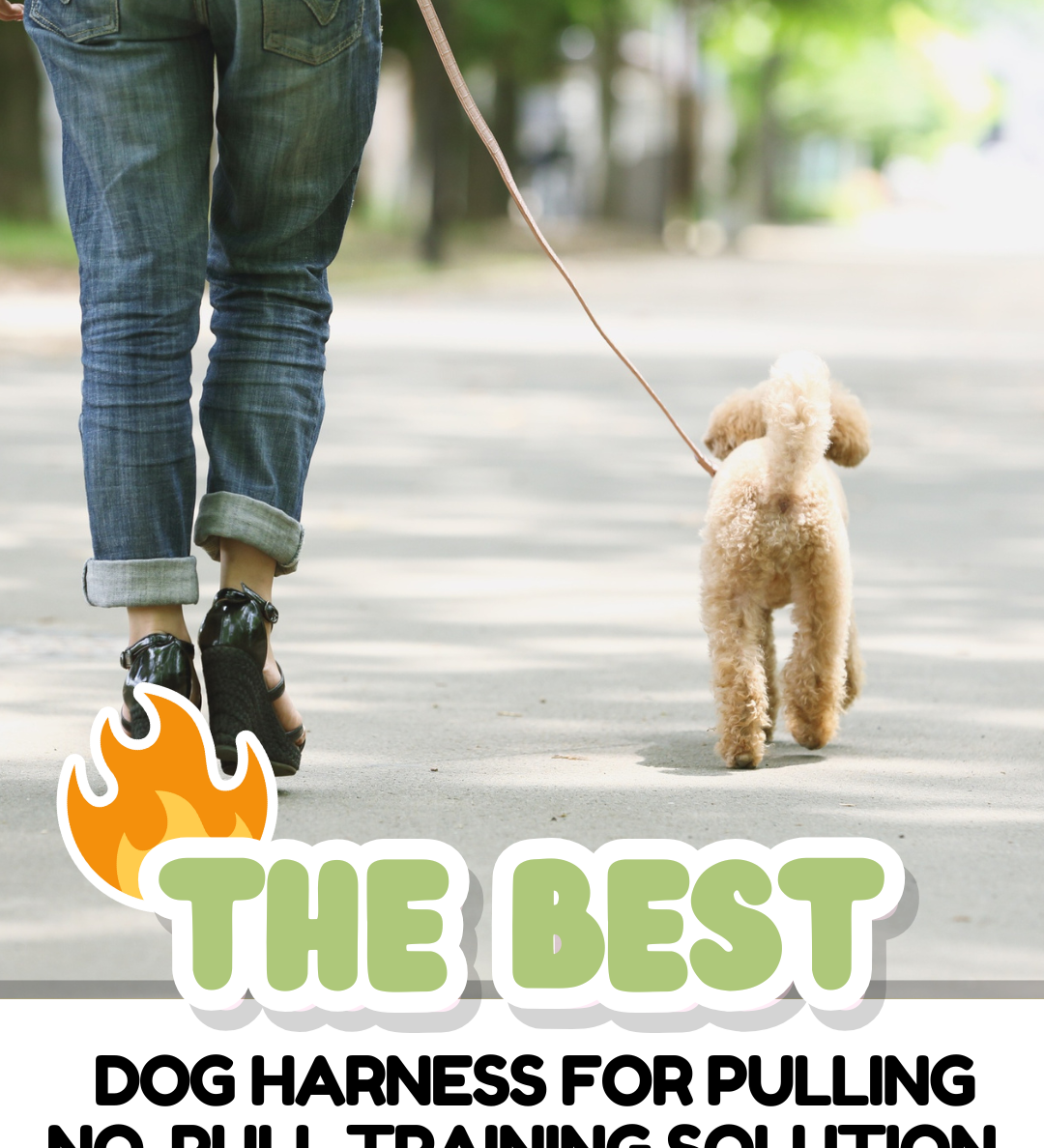 Best Dog Harness for Pulling | No-Pull Training Solution