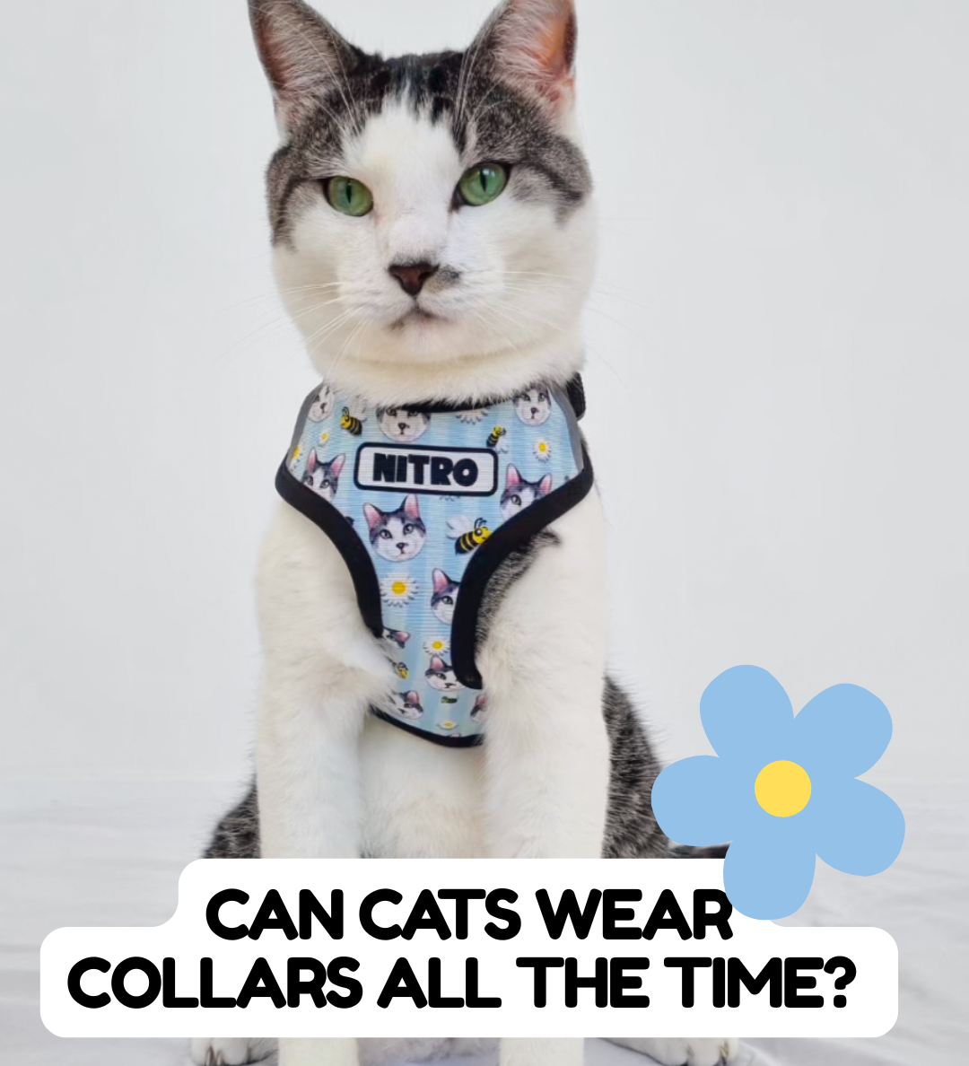 Can Cats Wear Collars All the Time?