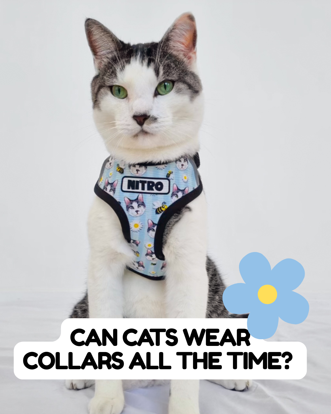 Can Cats Wear Collars All the Time?