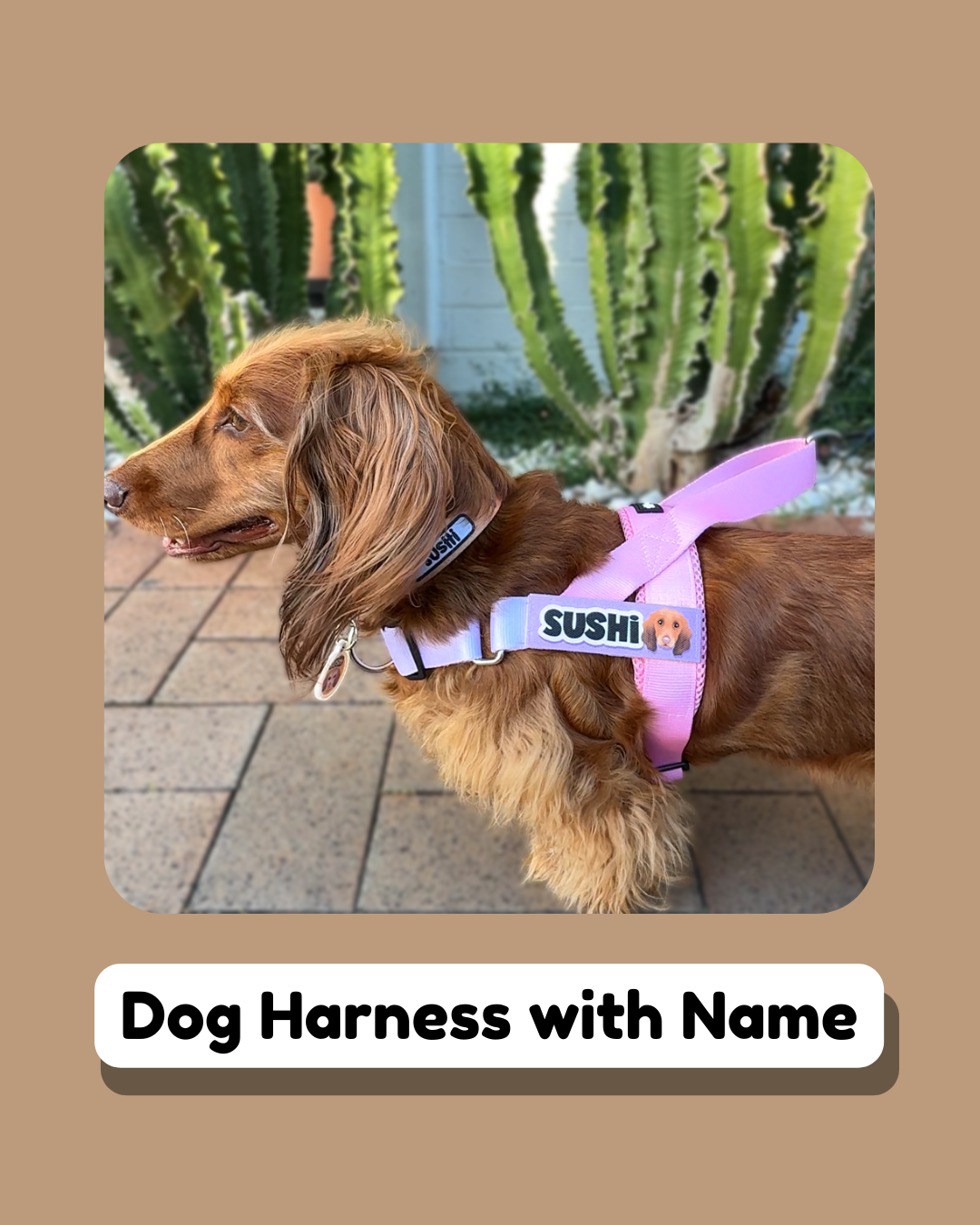 Why Every Dog Needs a Dog Harness With Their Name