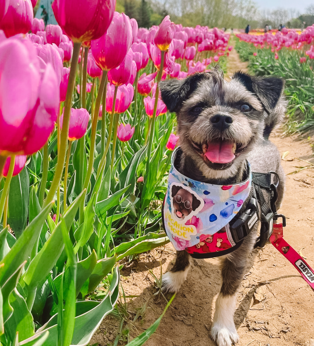 Personalised Dog Harness