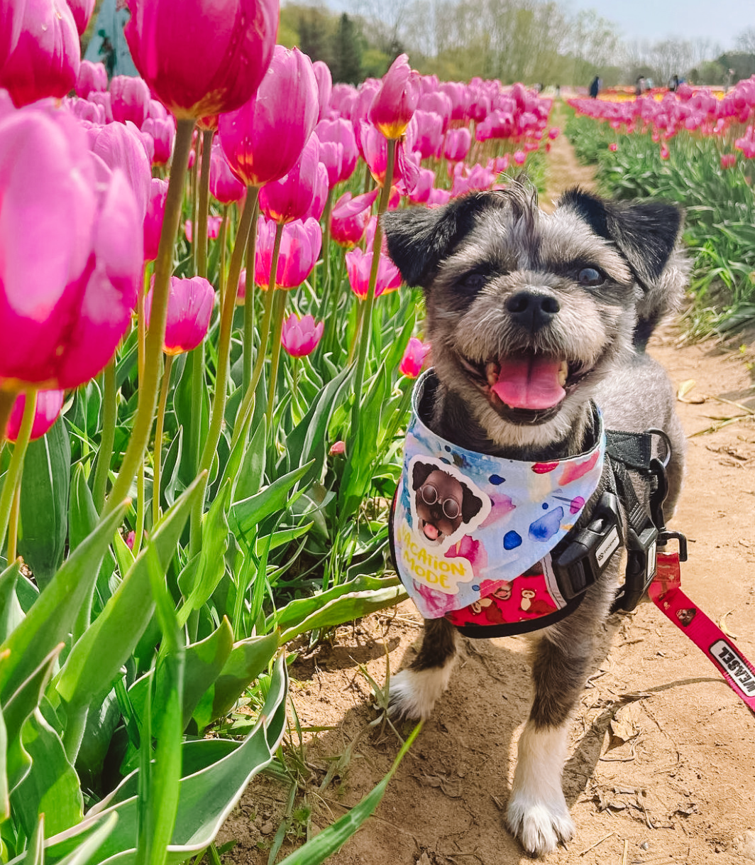 Personalised Dog Harness