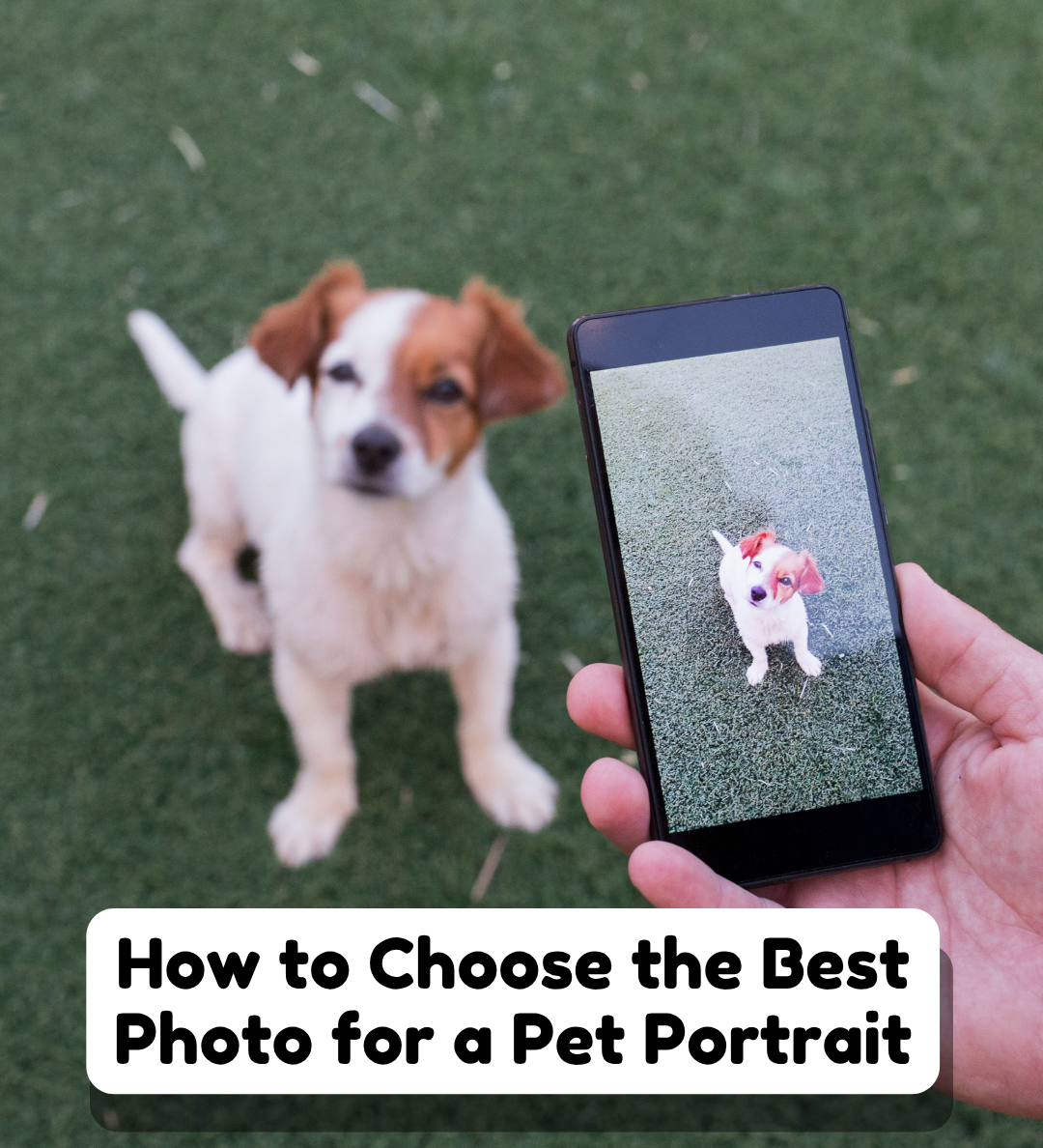 How to Choose the Best Photo for a Pet Portrait