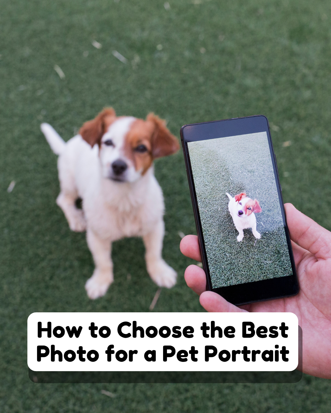 How to Choose the Best Photo for a Pet Portrait