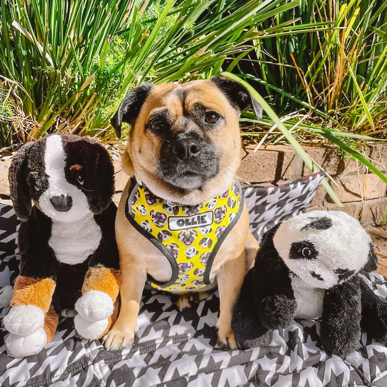 Customise your Own Dog Harness