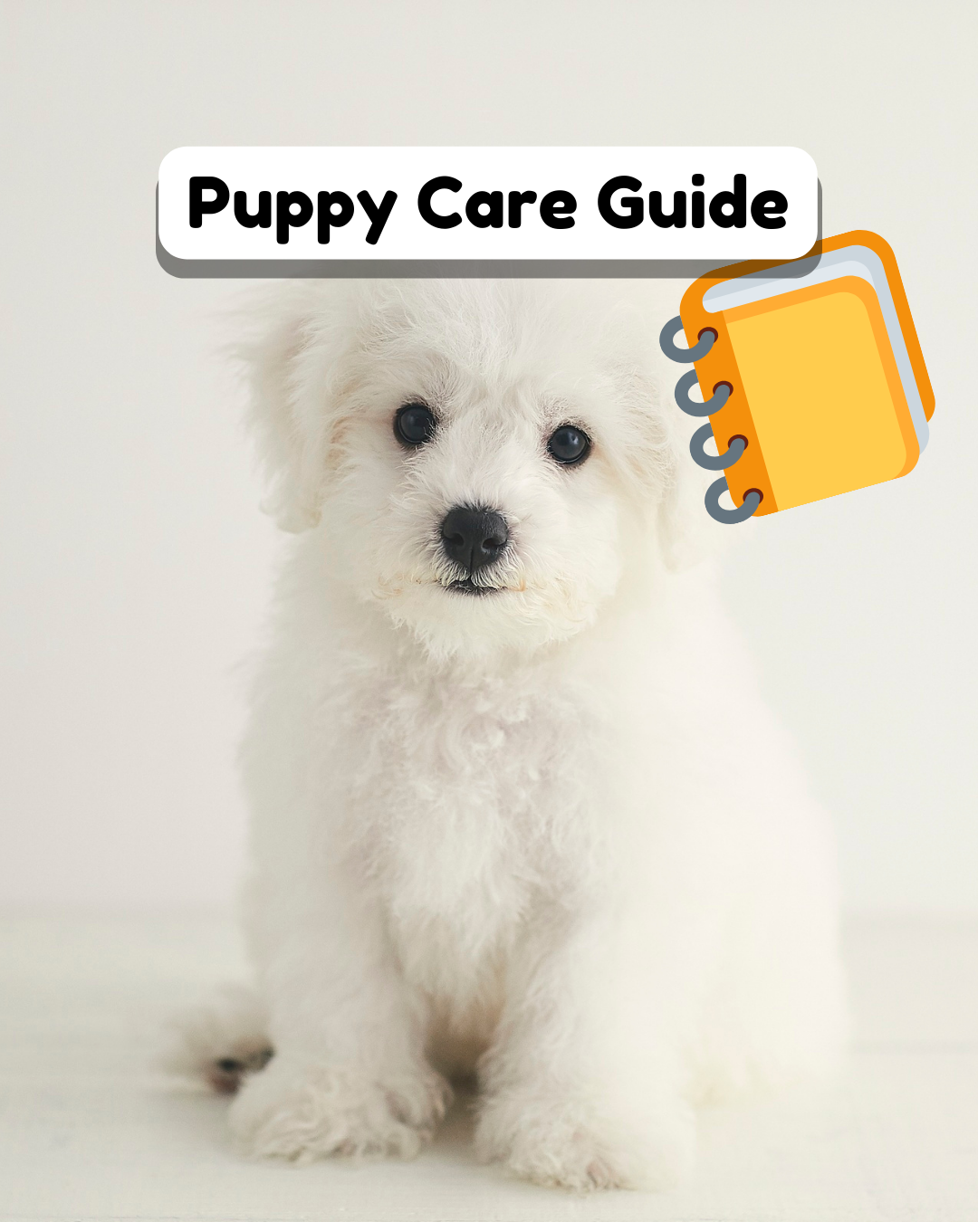 How to Take Care of a Puppy: A Complete Puppy Care Guide