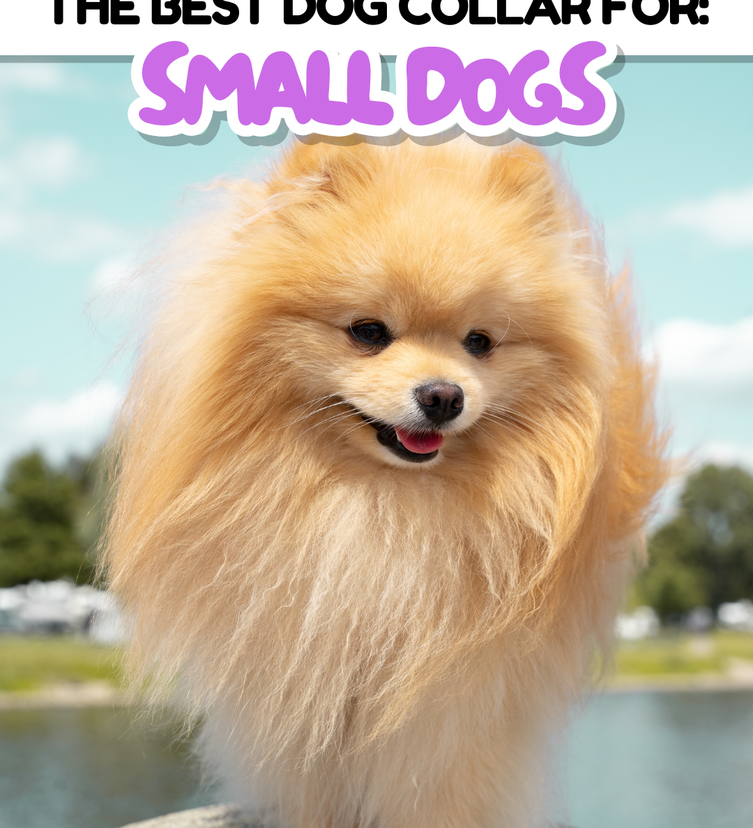 The Best Dog Collar for Small Dogs