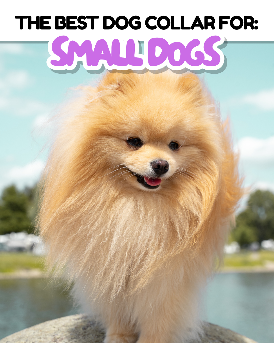 The Best Dog Collar for Small Dogs