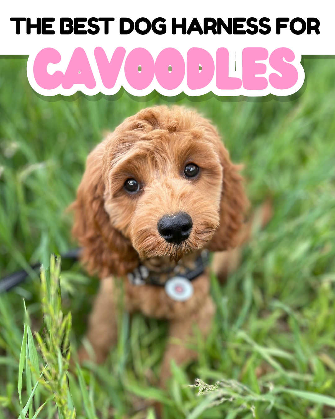 The Best Dog Harness for Cavoodles