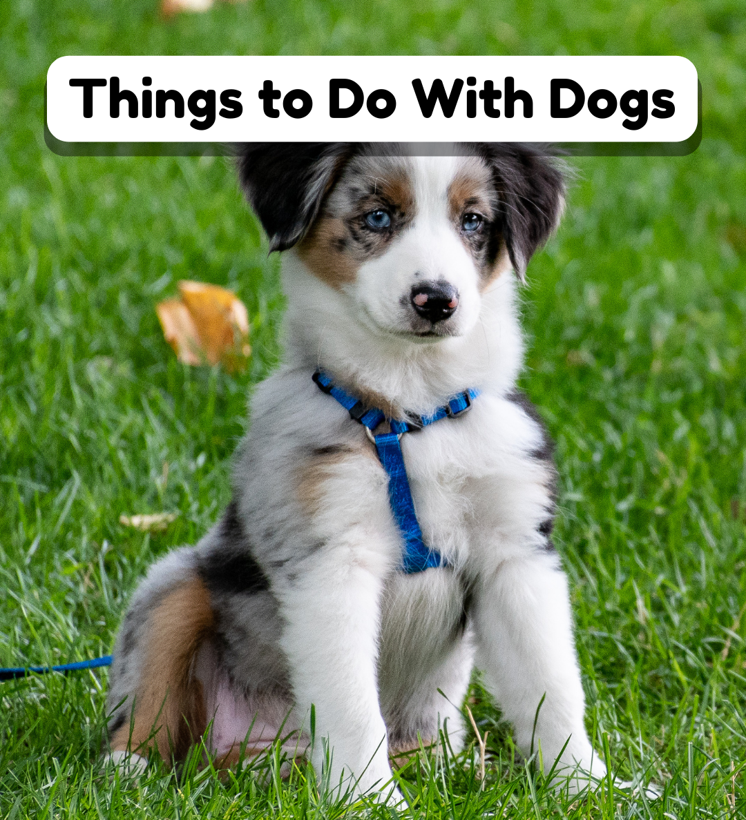 Things to Do With Dogs: Fun Activities for Every Day