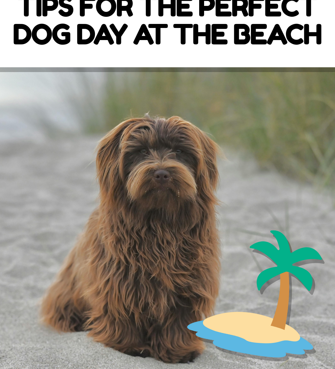 Tips for the Perfect Dog Day at the Beach