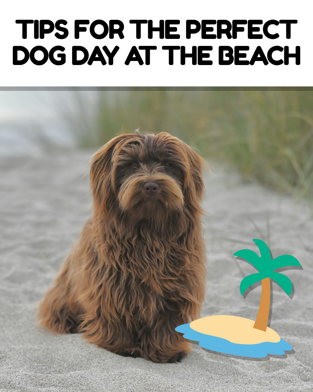 Tips for the Perfect Dog Day at the Beach