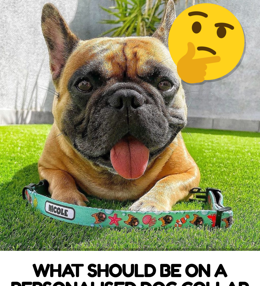 What Information Should Be on a Personalised Dog Collar