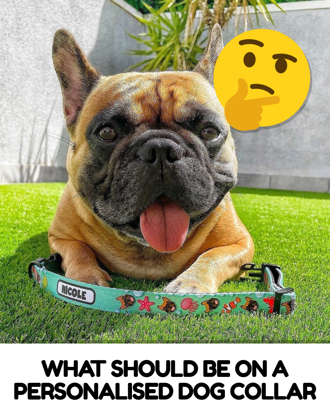 What Information Should Be on a Personalised Dog Collar