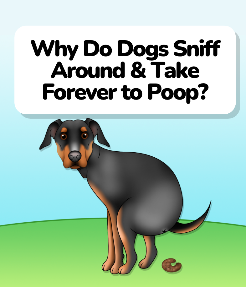 Why Do Dogs Sniff Around & Take Forever to Poop?