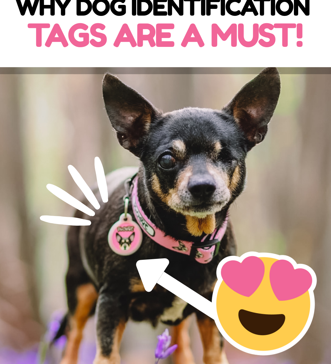 Why Dog Identification Tags Are a Must-Have for Every Pet Owner