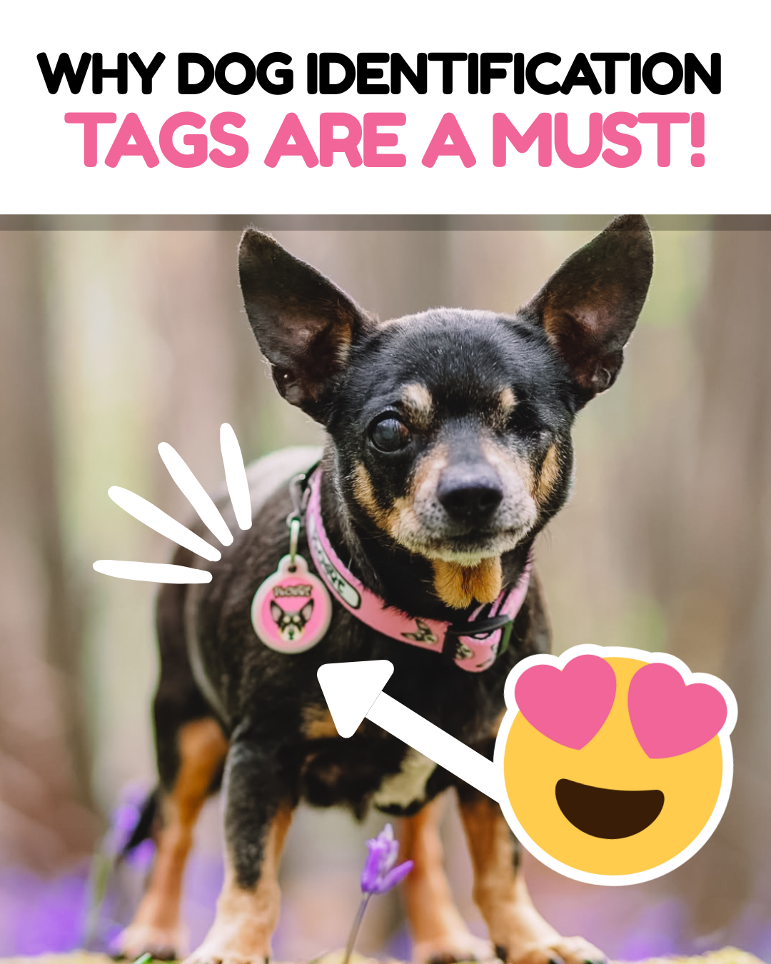Why Dog Identification Tags Are a Must-Have for Every Pet Owner