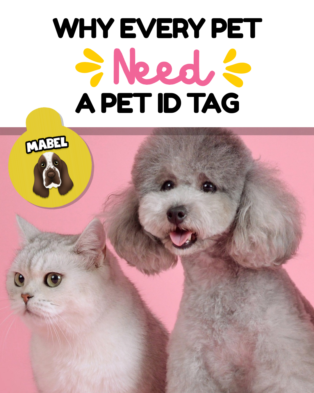 Why Every Pet Needs a Pet ID Tag