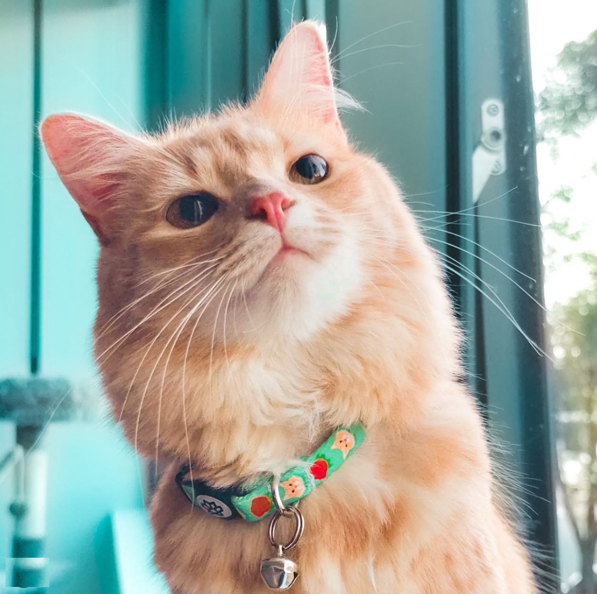What Type of Cat Collar Should I Use?