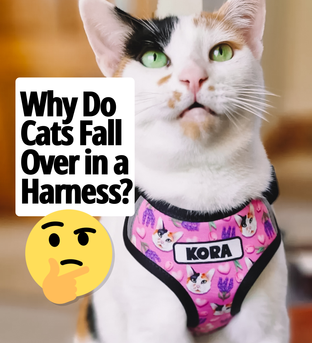 Why Do Cats Fall Over When They Wear a Harness?